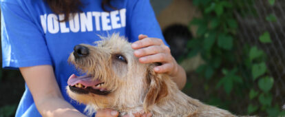 Volunteer with homeless dog in animal shelter, closeup