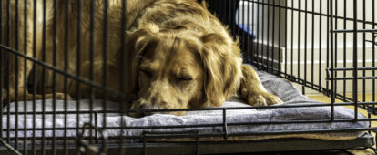 Female Golden Retriever Sleeps on Her Stomach  in Open Crate on Gray Blanket